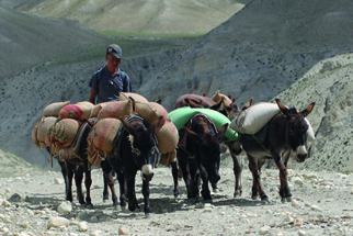 A donkey in Nepal